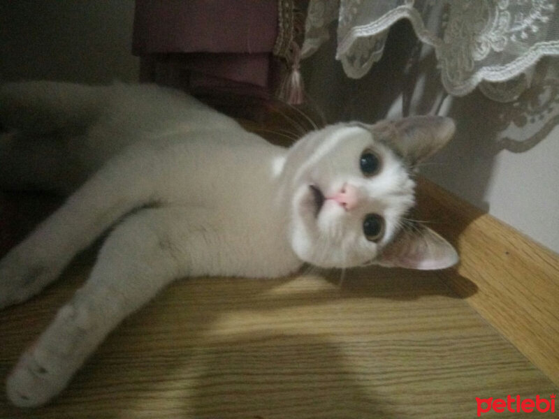 Tekir Kedi, Kedi  KİRLİ fotoğrafı