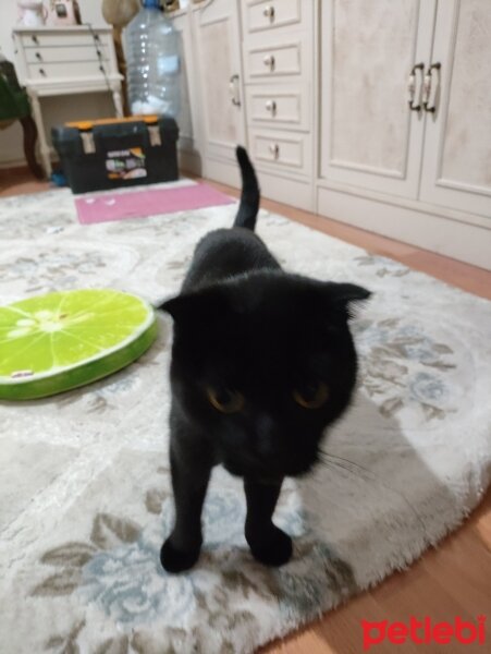 Scottish Fold, Kedi  Gölgepati fotoğrafı