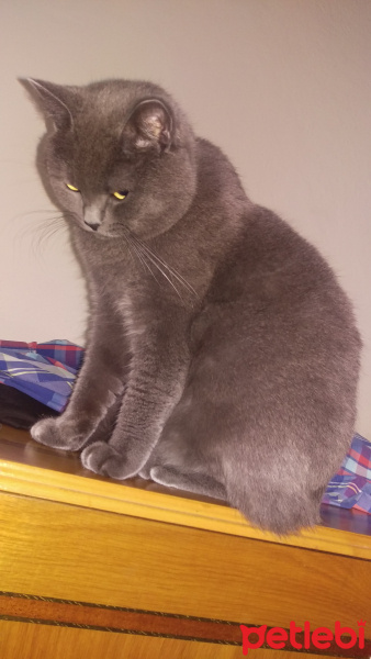 British Shorthair, Kedi  paşa fotoğrafı