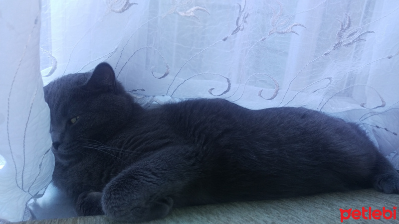 British Shorthair, Kedi  paşa fotoğrafı
