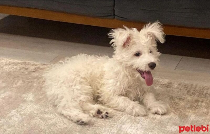 West Highland White Terrier, Köpek  Riki fotoğrafı