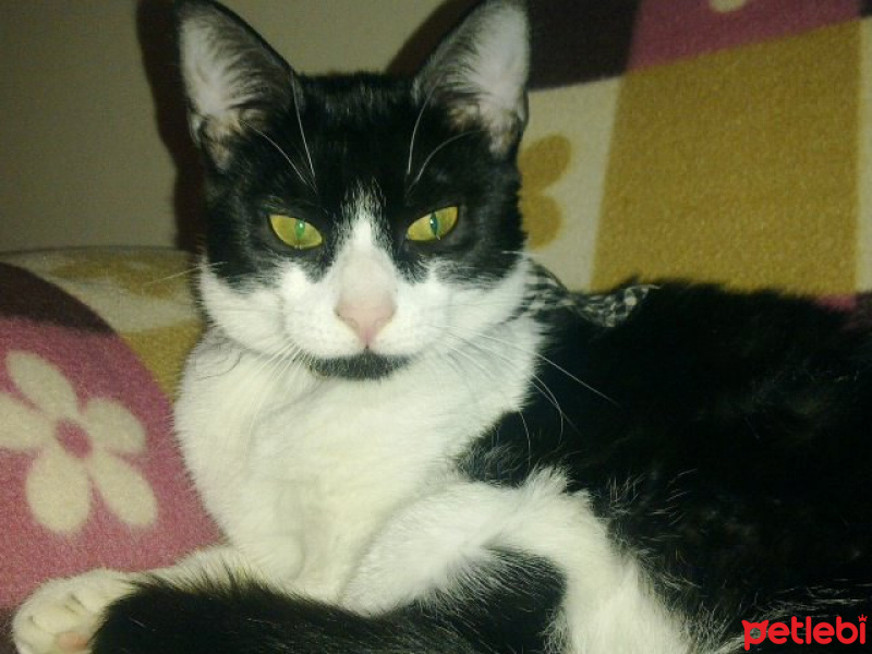 Tuxedo (Smokin) Kedi, Kedi  NEZ fotoğrafı