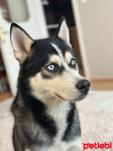 Sibirya Kurdu (Husky), Köpek  BALKAN fotoğrafı