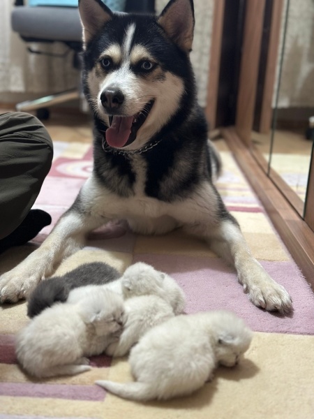 Sibirya Kurdu (Husky), Köpek  BALKAN fotoğrafı