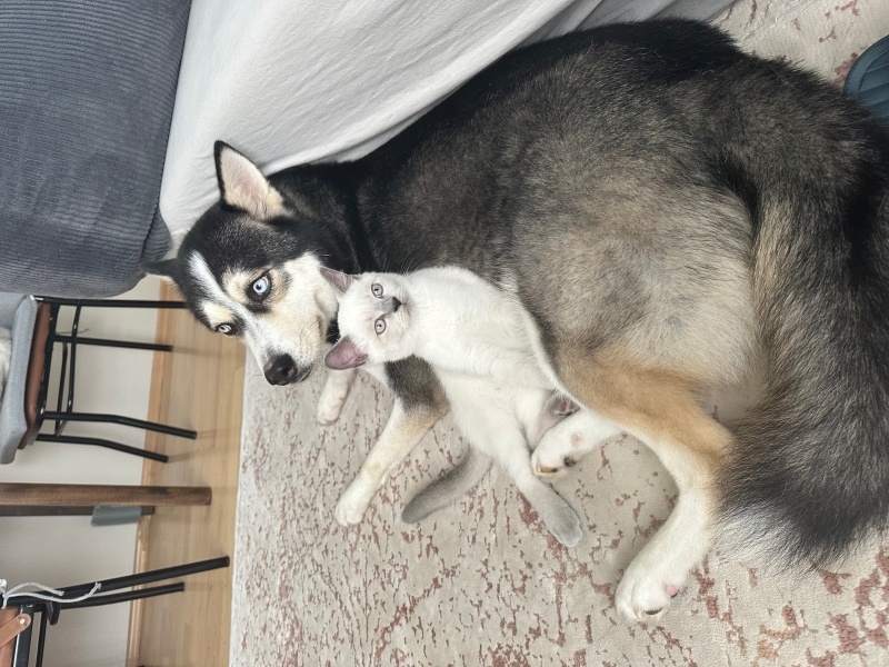 Sibirya Kurdu (Husky), Köpek  BALKAN fotoğrafı