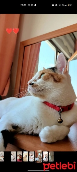 Tekir Kedi, Kedi  Lokum fotoğrafı
