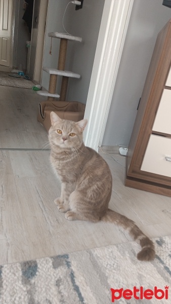 British Shorthair, Kedi  Jüpiter fotoğrafı