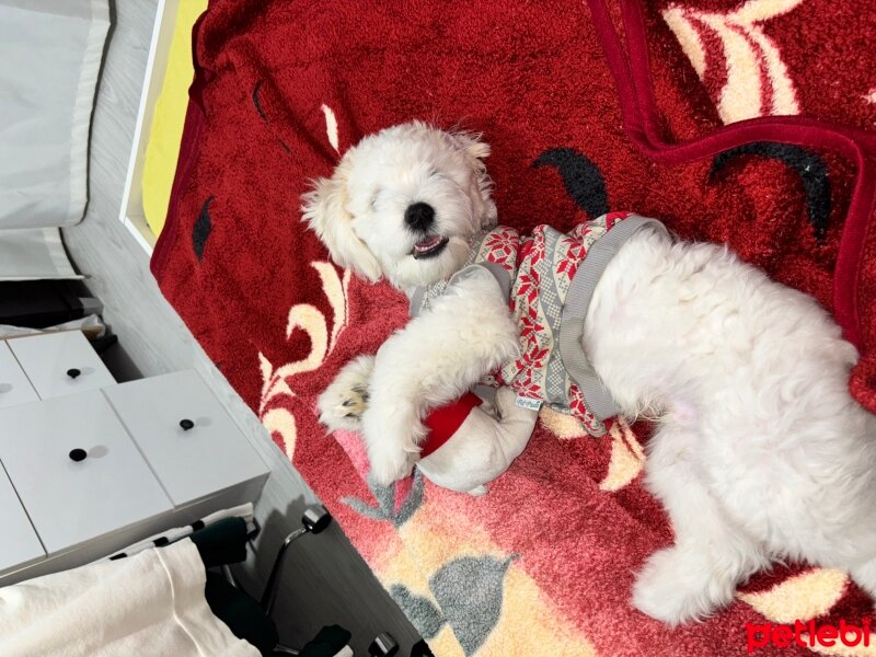 Maltese, Köpek  Aris fotoğrafı