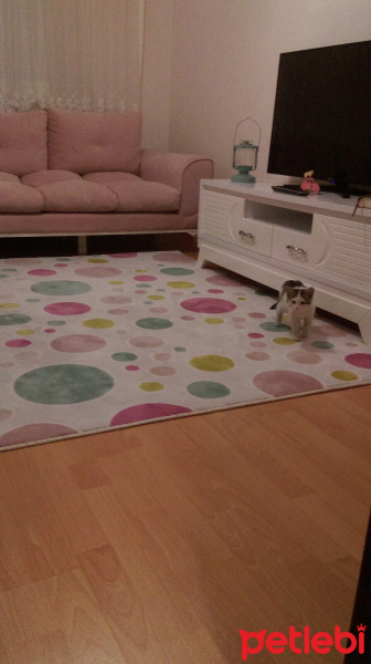 Tekir Kedi, Kedi  MİA fotoğrafı