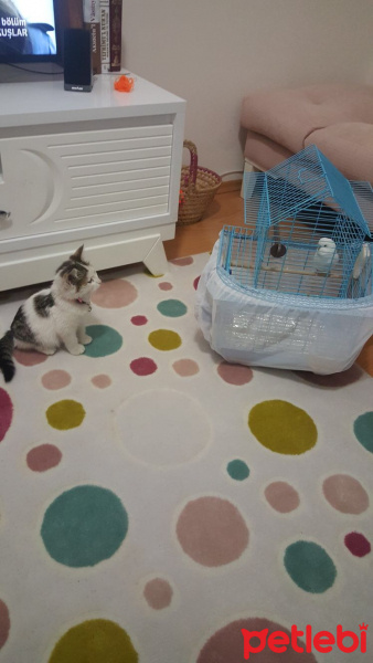 Tekir Kedi, Kedi  MİA fotoğrafı