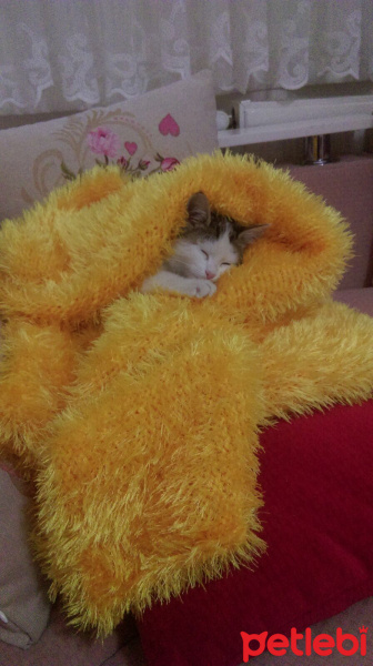 Tekir Kedi, Kedi  MİA fotoğrafı
