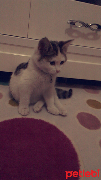 Tekir Kedi, Kedi  MİA fotoğrafı