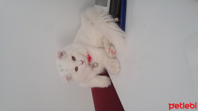 Scottish Fold, Kedi  Pepe fotoğrafı