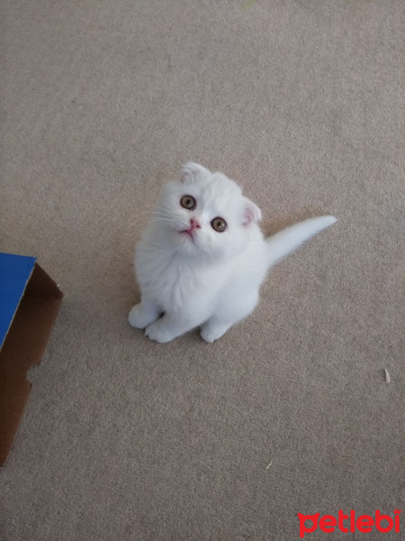 Scottish Fold, Kedi  ZEUS fotoğrafı
