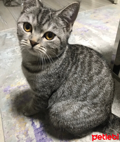 British Shorthair, Kedi  Tarkan fotoğrafı