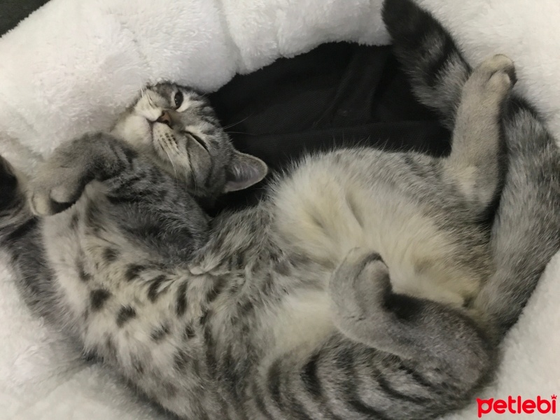 British Shorthair, Kedi  Tarkan fotoğrafı