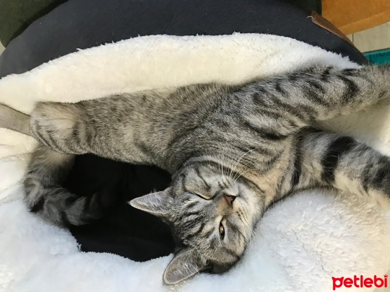 British Shorthair, Kedi  Tarkan fotoğrafı