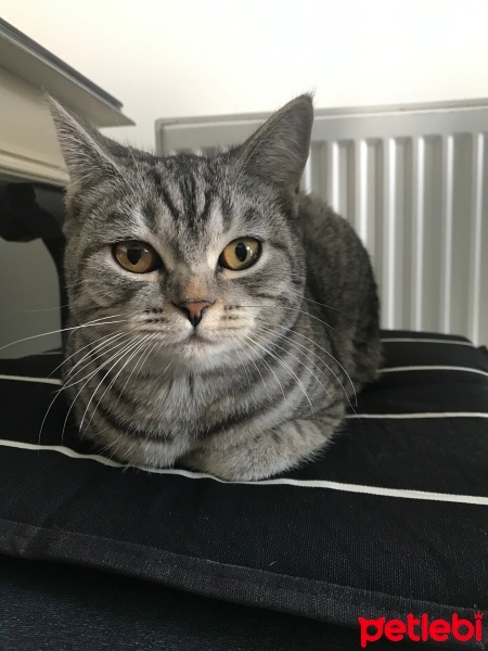 British Shorthair, Kedi  Tarkan fotoğrafı