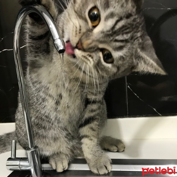 British Shorthair, Kedi  Tarkan fotoğrafı