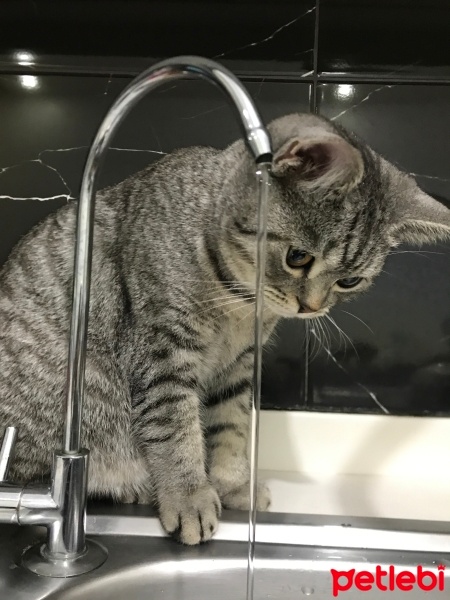 British Shorthair, Kedi  Tarkan fotoğrafı