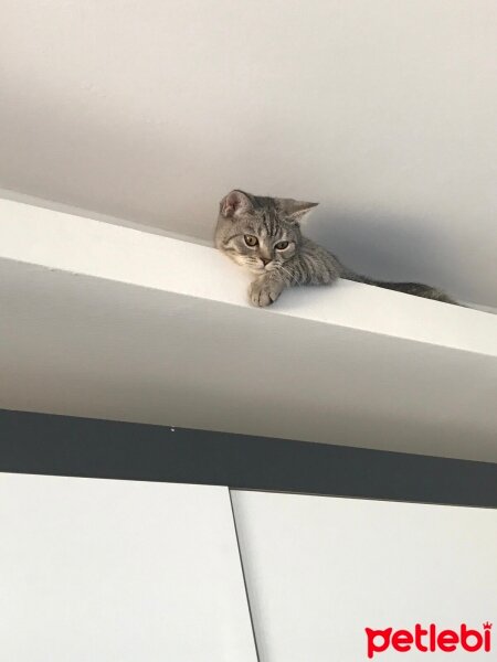 British Shorthair, Kedi  Tarkan fotoğrafı