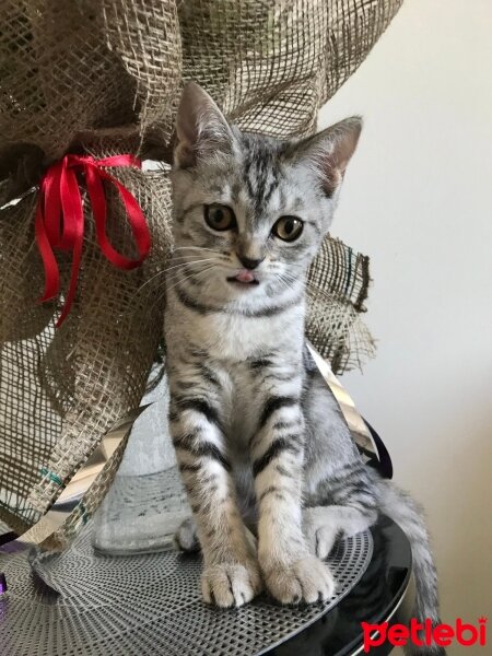 British Shorthair, Kedi  Tarkan fotoğrafı