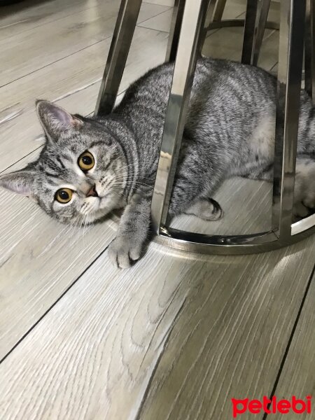 British Shorthair, Kedi  Tarkan fotoğrafı