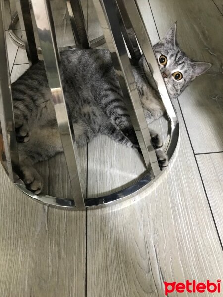 British Shorthair, Kedi  Tarkan fotoğrafı