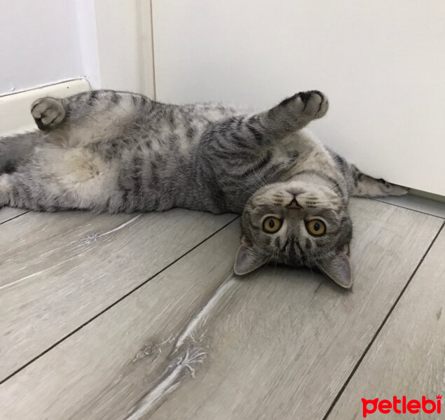 British Shorthair, Kedi  Tarkan fotoğrafı