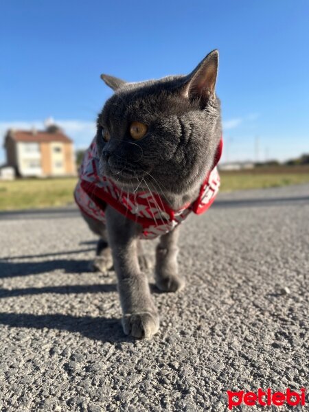 British Shorthair, Kedi  Simba fotoğrafı