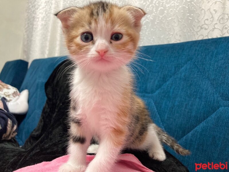 Scottish Fold, Kedi  Katmer fotoğrafı