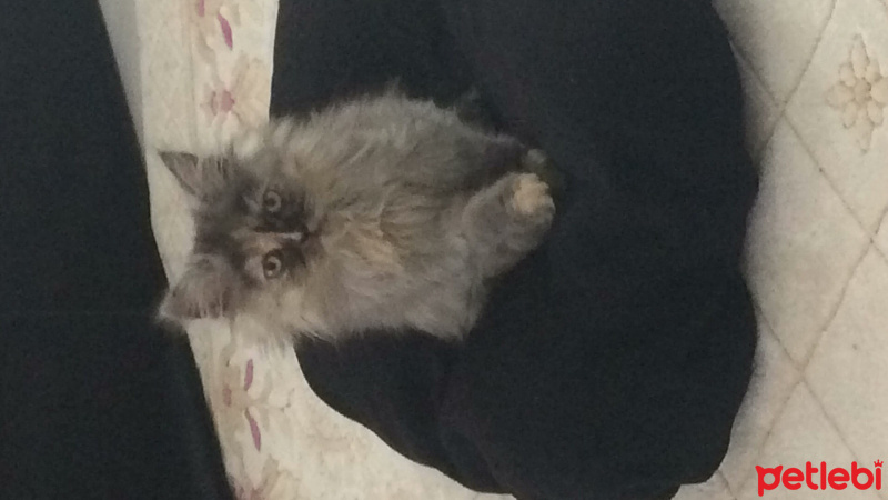 İran Kedisi (Persian), Kedi  CHANEL fotoğrafı