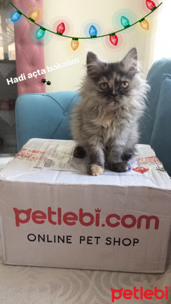 İran Kedisi (Persian), Kedi  CHANEL fotoğrafı