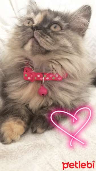 İran Kedisi (Persian), Kedi  CHANEL fotoğrafı