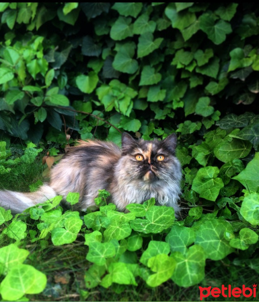 İran Kedisi (Persian), Kedi  CHANEL fotoğrafı