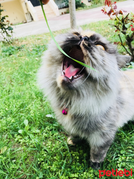 İran Kedisi (Persian), Kedi  CHANEL fotoğrafı