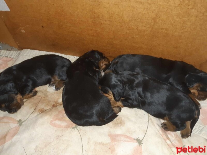 Gordon Setter, Köpek  bella_lady fotoğrafı