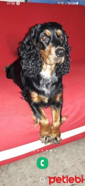 Gordon Setter, Köpek  bella_lady fotoğrafı