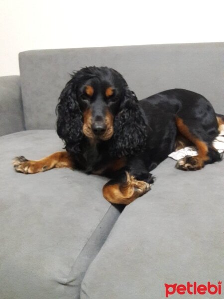 Gordon Setter, Köpek  bella_lady fotoğrafı