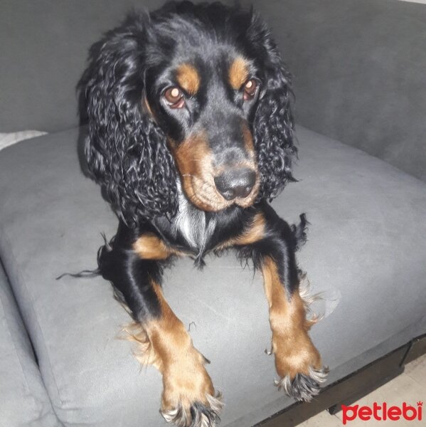 Gordon Setter, Köpek  bella_lady fotoğrafı