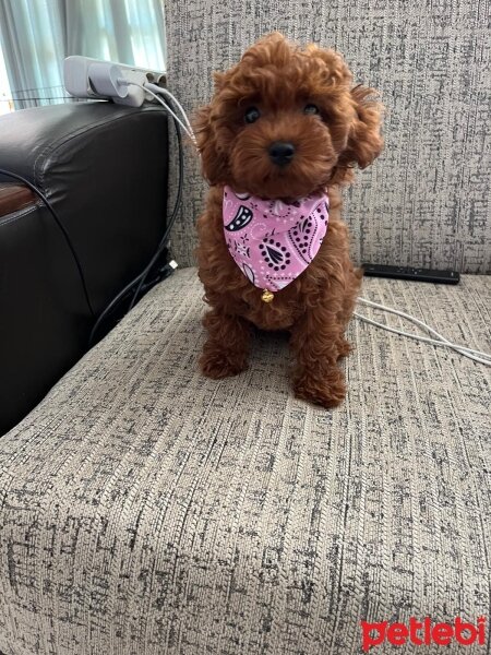 Poodle (Minyatür Kaniş), Köpek  Fıstık fotoğrafı