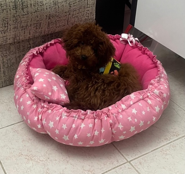 Poodle (Minyatür Kaniş), Köpek  Fıstık fotoğrafı