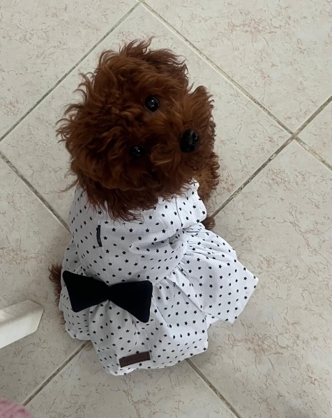 Poodle (Minyatür Kaniş), Köpek  Fıstık fotoğrafı