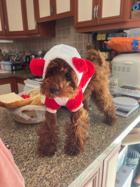 Poodle (Minyatür Kaniş), Köpek  Fıstık fotoğrafı