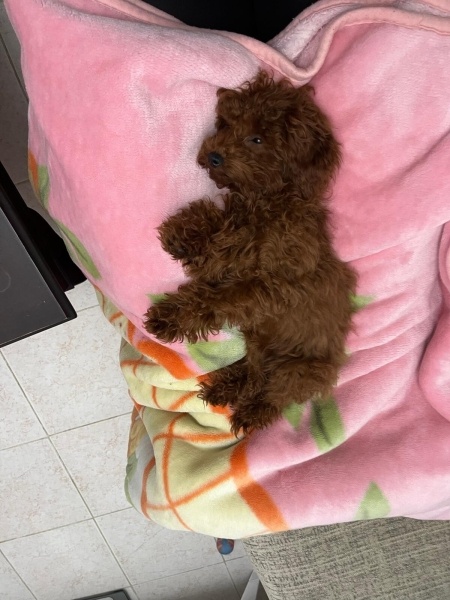 Poodle (Minyatür Kaniş), Köpek  Fıstık fotoğrafı
