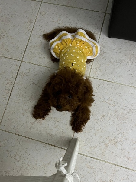 Poodle (Minyatür Kaniş), Köpek  Fıstık fotoğrafı