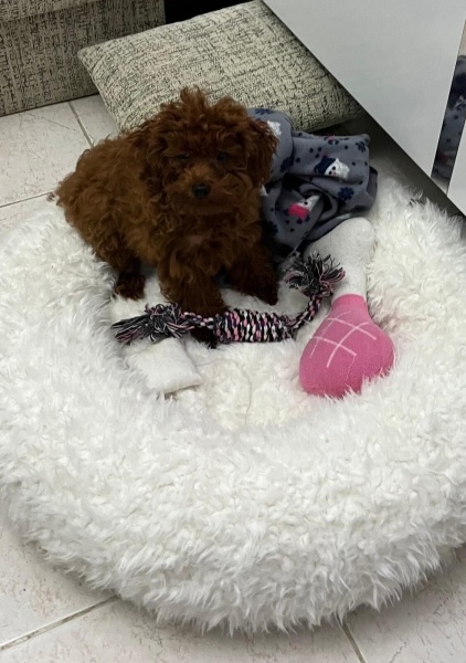 Poodle (Minyatür Kaniş), Köpek  Fıstık fotoğrafı