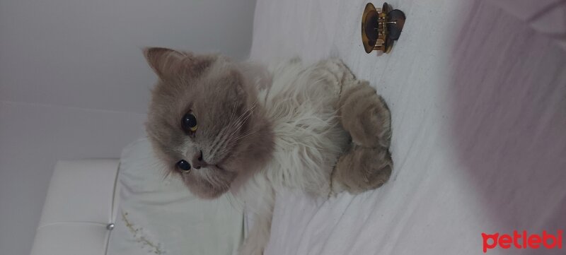 British Longhair, Kedi  Ceviz fotoğrafı