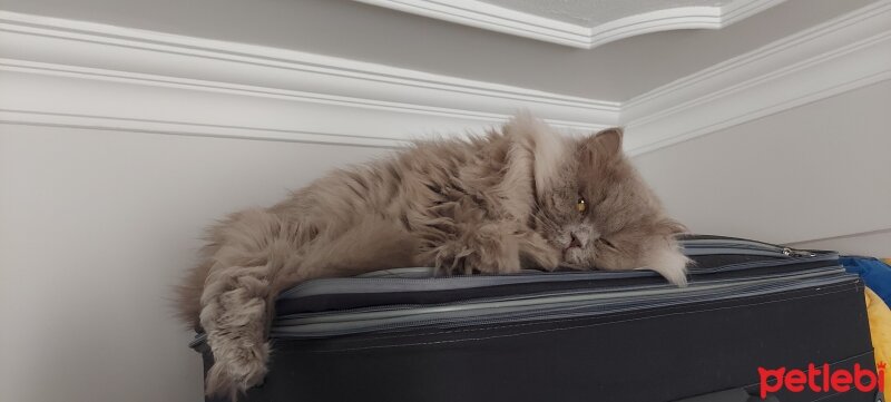 British Longhair, Kedi  Ceviz fotoğrafı