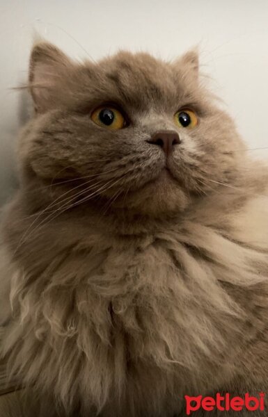 British Longhair, Kedi  Ceviz fotoğrafı